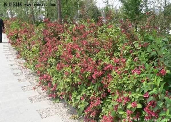 紅王子錦帶價(jià)格 紅王子錦帶價(jià)格