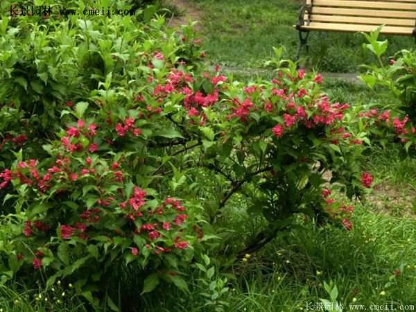 紅王子錦帶價(jià)格 紅王子錦帶價(jià)格