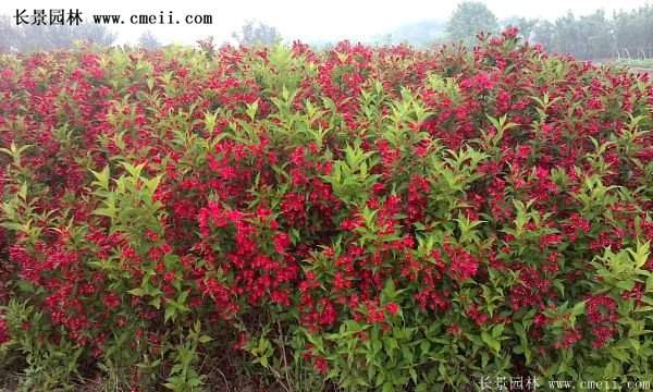 紅王子錦帶價(jià)格 紅王子錦帶價(jià)格