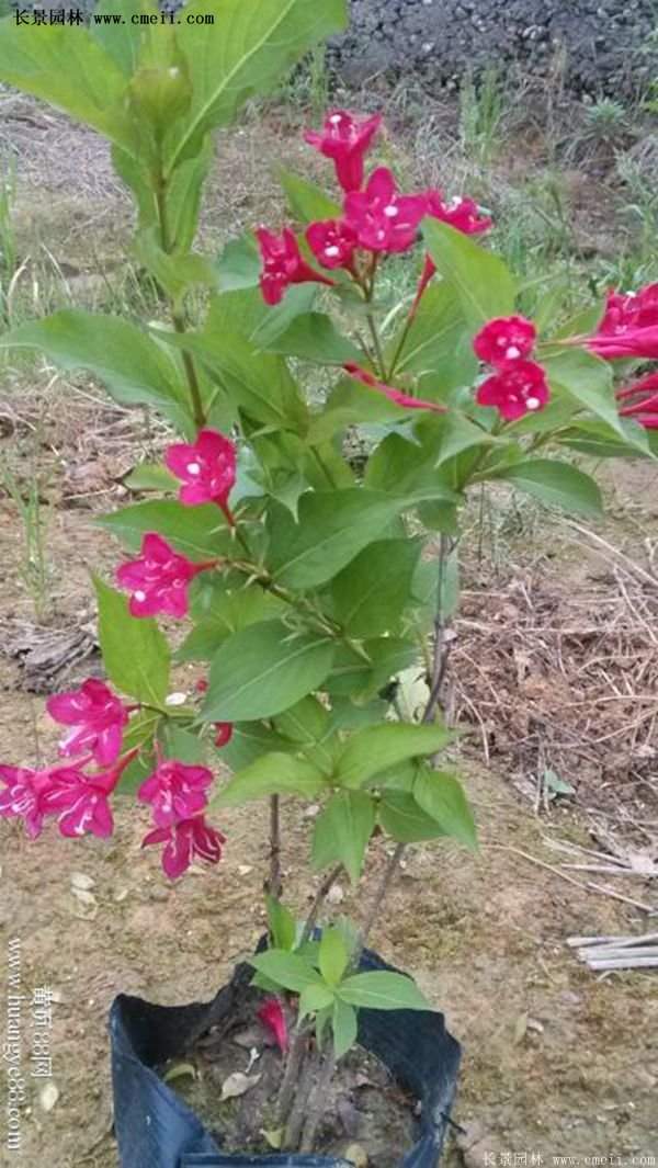 紅王子錦帶價(jià)格 紅王子錦帶價(jià)格