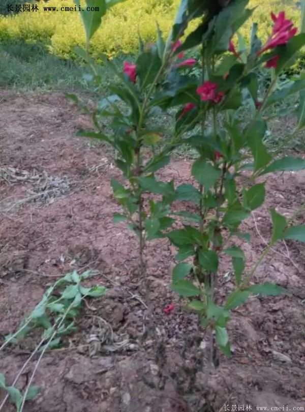 紅王子錦帶價(jià)格 紅王子錦帶價(jià)格