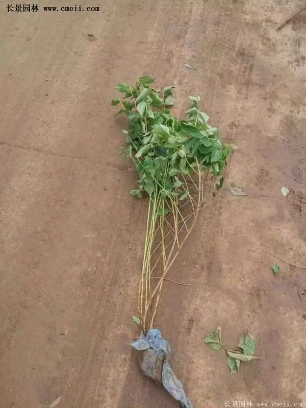 紅王子錦帶價(jià)格 紅王子錦帶價(jià)格