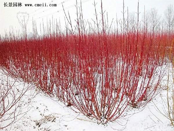 沭陽紅瑞木 沭陽紅瑞木