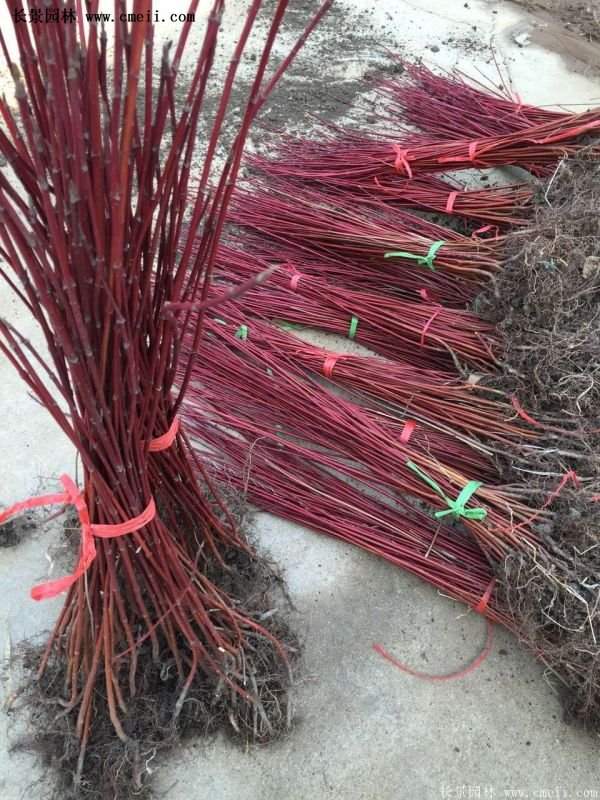 沭陽紅瑞木 沭陽紅瑞木