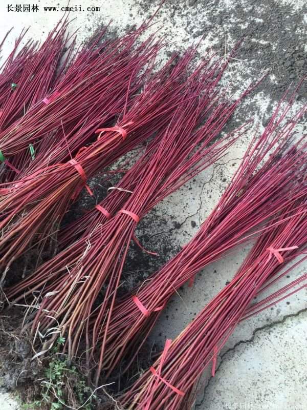 沭陽紅瑞木 沭陽紅瑞木