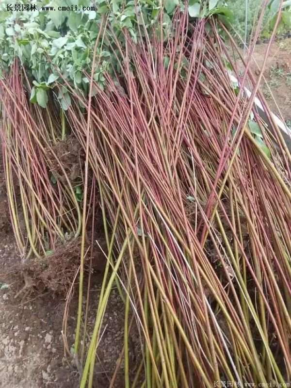 紅瑞木價(jià)格 紅瑞木價(jià)格