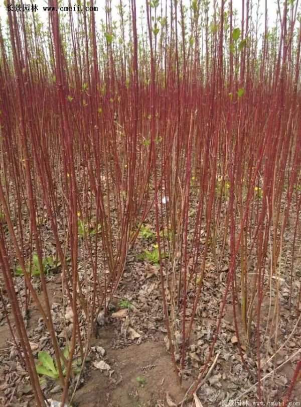 紅瑞木價(jià)格 紅瑞木價(jià)格