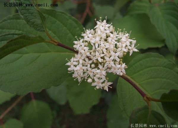 紅瑞木價(jià)格 紅瑞木價(jià)格