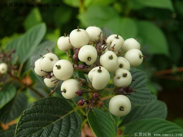 紅瑞木價(jià)格 紅瑞木價(jià)格