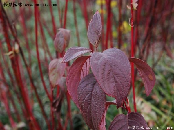 紅瑞木價(jià)格 紅瑞木價(jià)格