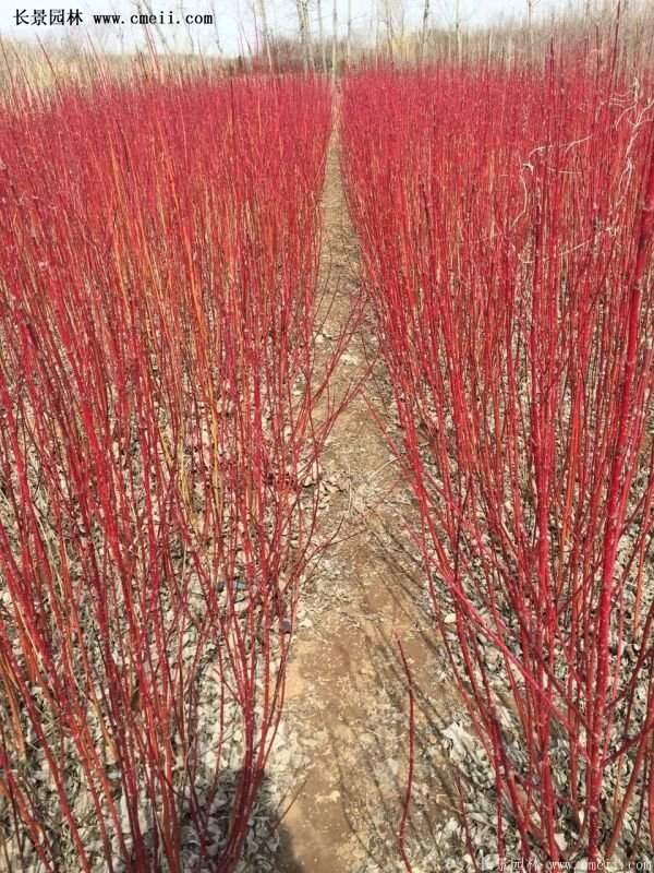 紅瑞木價(jià)格 紅瑞木價(jià)格