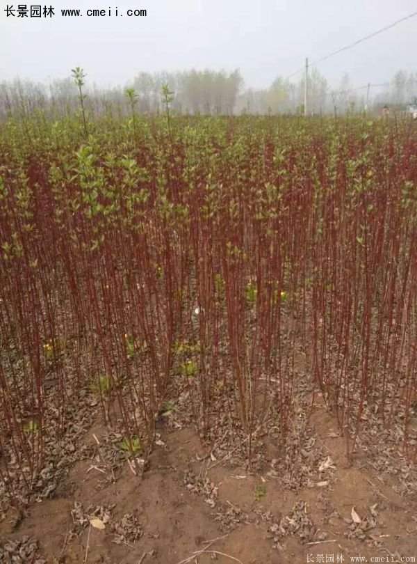 沭陽(yáng)紅瑞木價(jià)格