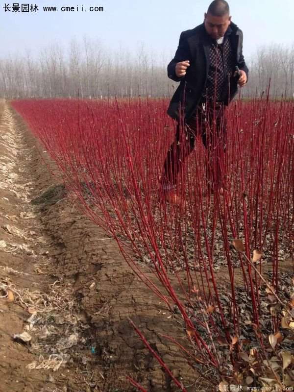 紅瑞木規格 紅瑞木規格