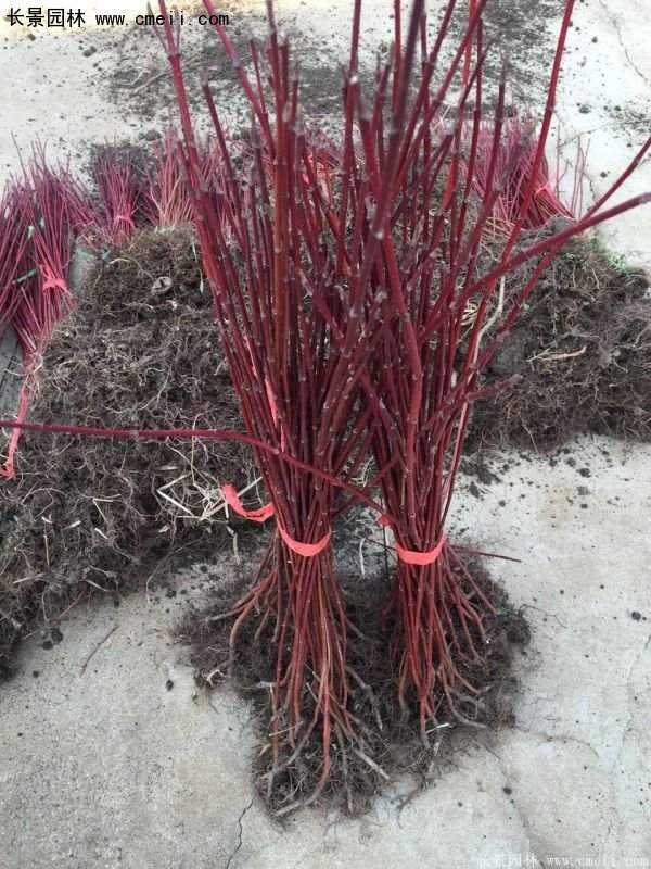 沭陽紅瑞木基地 沭陽紅瑞木基地