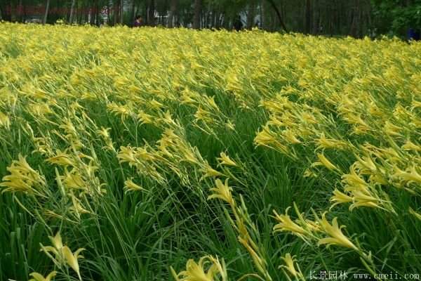 耐熱耐寒,花期超長(zhǎng)的金娃娃萱草