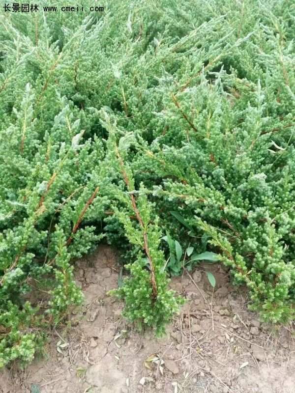 地柏行情 地柏行情