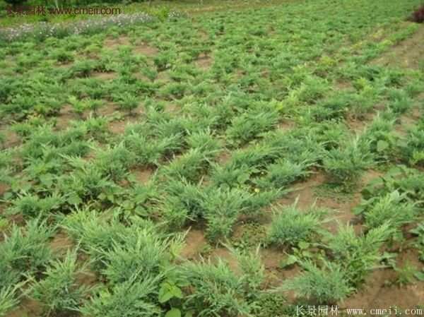 沭陽沙地柏 沭陽沙地柏