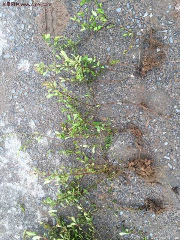 沭陽(yáng)火棘苗、火棘球