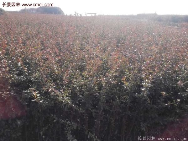 小丑火棘 小丑火棘