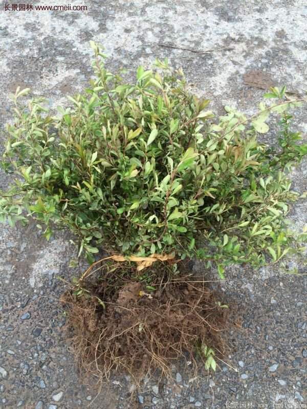 沭陽火棘專賣 沭陽火棘專賣