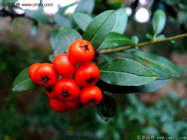 沭陽火棘專賣 沭陽火棘專賣