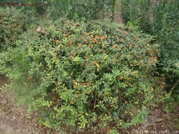 火棘銷售 火棘銷售