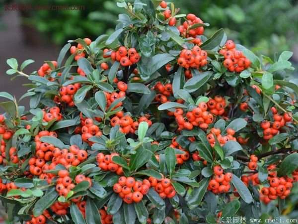 沭陽的火棘 沭陽的火棘
