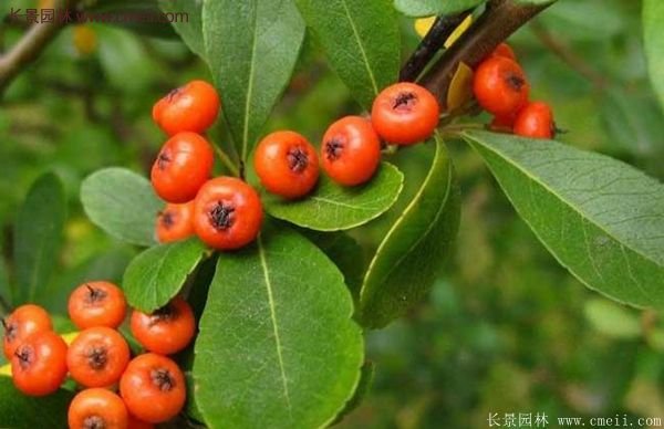 沭陽火棘苗、火棘球 沭陽火棘苗、火棘球