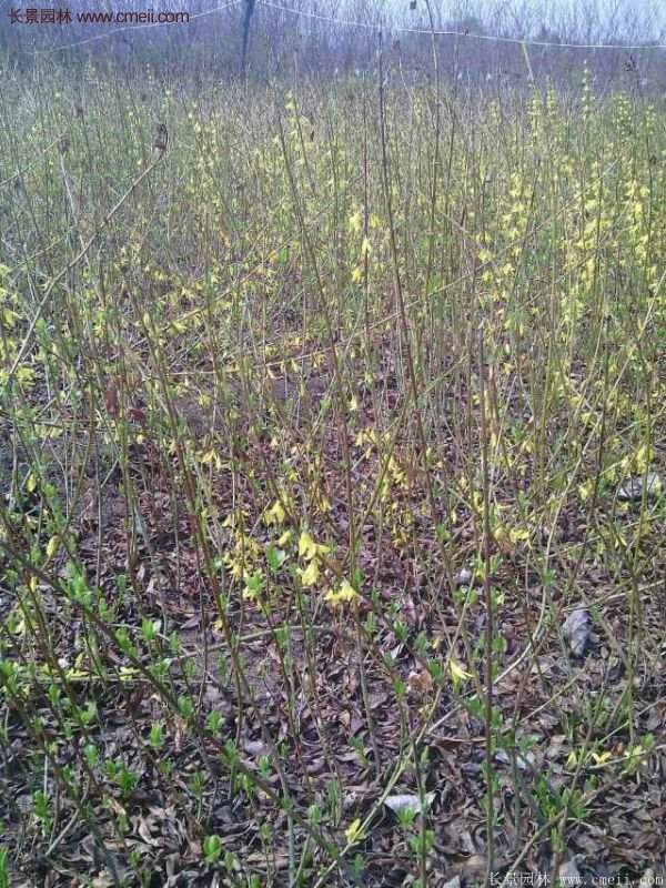 沭陽連翹苗供應