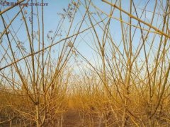 江蘇地區黃金槐價格參考！