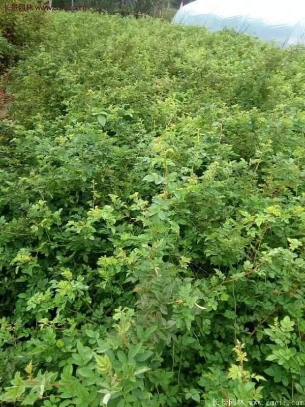 薔薇苗批發基地