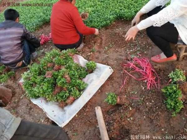 沭陽衛(wèi)矛的行情 沭陽衛(wèi)矛的行情