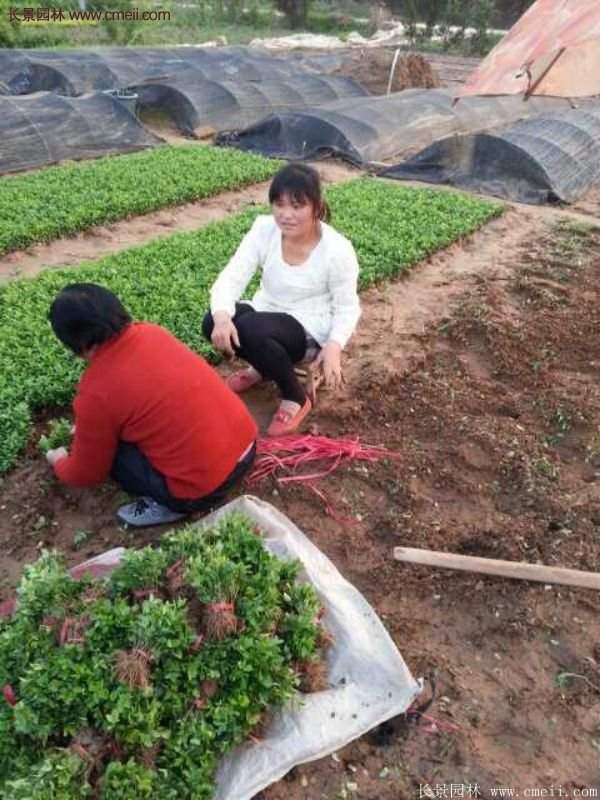 沭陽衛(wèi)矛的行情 沭陽衛(wèi)矛的行情