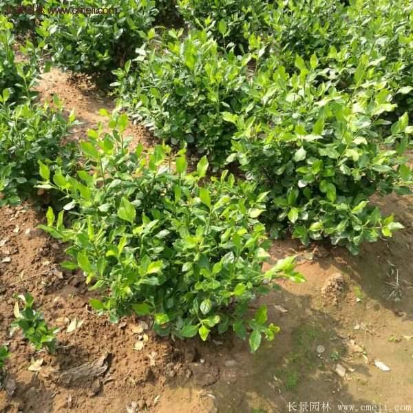 沭陽衛矛球 沭陽衛矛球