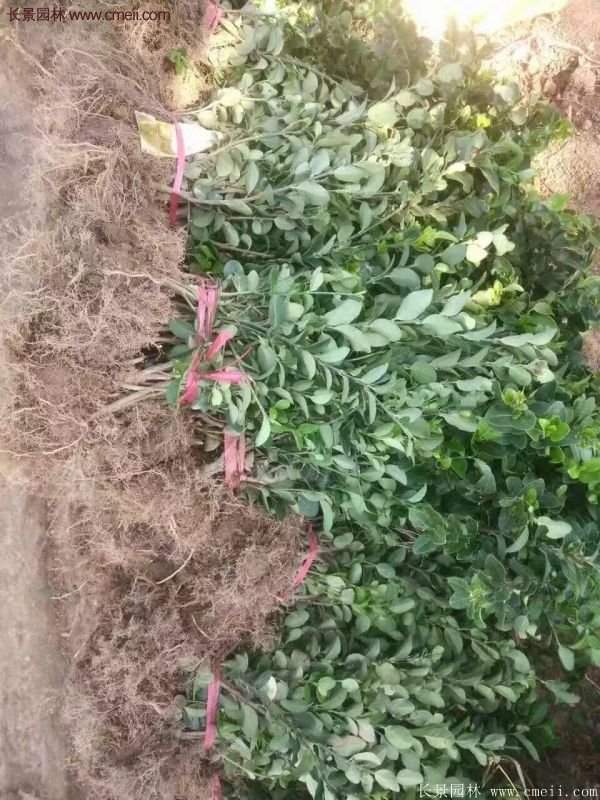 沭陽衛矛球 沭陽衛矛球