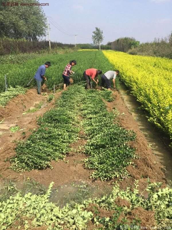 沭陽(yáng)衛(wèi)矛球現(xiàn)場(chǎng)圖片 沭陽(yáng)衛(wèi)矛球現(xiàn)場(chǎng)圖片