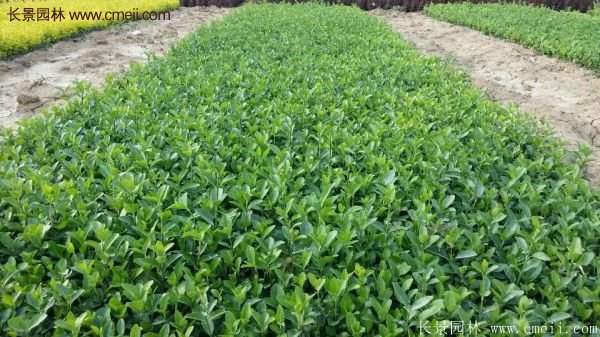 沭陽(yáng)衛(wèi)矛球現(xiàn)場(chǎng)圖片 沭陽(yáng)衛(wèi)矛球現(xiàn)場(chǎng)圖片