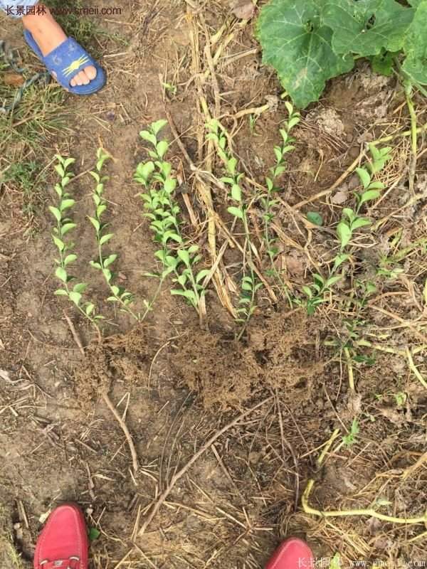 沭陽(yáng)衛(wèi)矛球現(xiàn)場(chǎng)圖片 沭陽(yáng)衛(wèi)矛球現(xiàn)場(chǎng)圖片