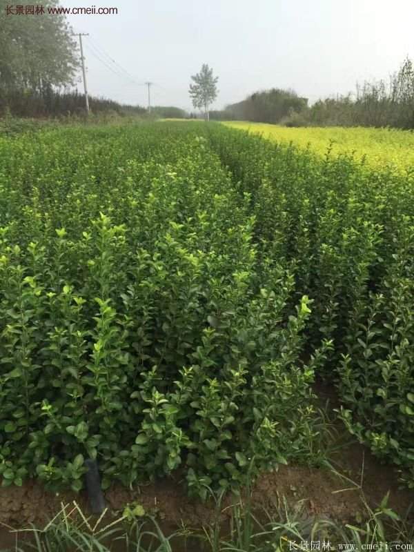 沭陽(yáng)衛(wèi)矛球現(xiàn)場(chǎng)圖片 沭陽(yáng)衛(wèi)矛球現(xiàn)場(chǎng)圖片