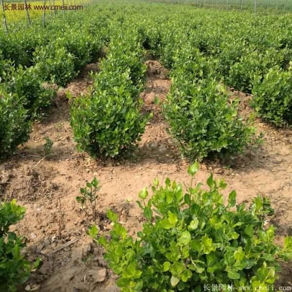 沭陽(yáng)衛(wèi)矛球現(xiàn)場(chǎng)圖片 沭陽(yáng)衛(wèi)矛球現(xiàn)場(chǎng)圖片