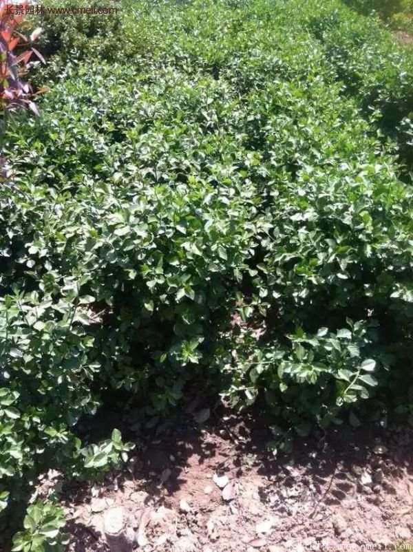 沭陽(yáng)衛(wèi)矛球現(xiàn)場(chǎng)圖片 沭陽(yáng)衛(wèi)矛球現(xiàn)場(chǎng)圖片