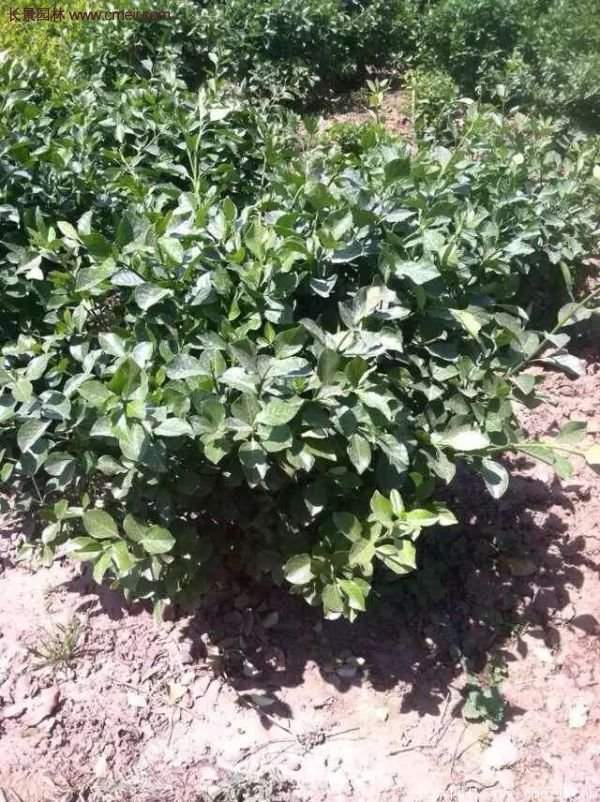 沭陽基地衛矛球 沭陽基地衛矛球