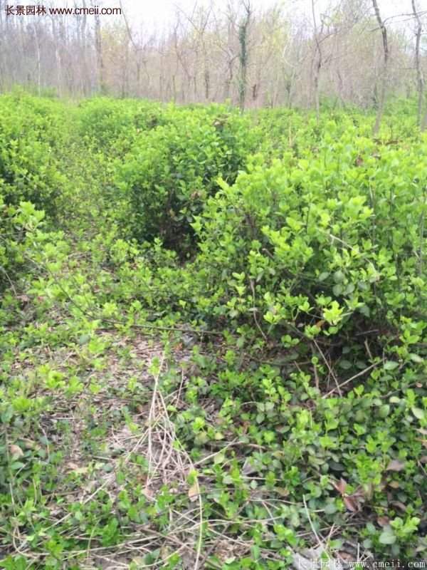 沭陽基地衛矛球 沭陽基地衛矛球