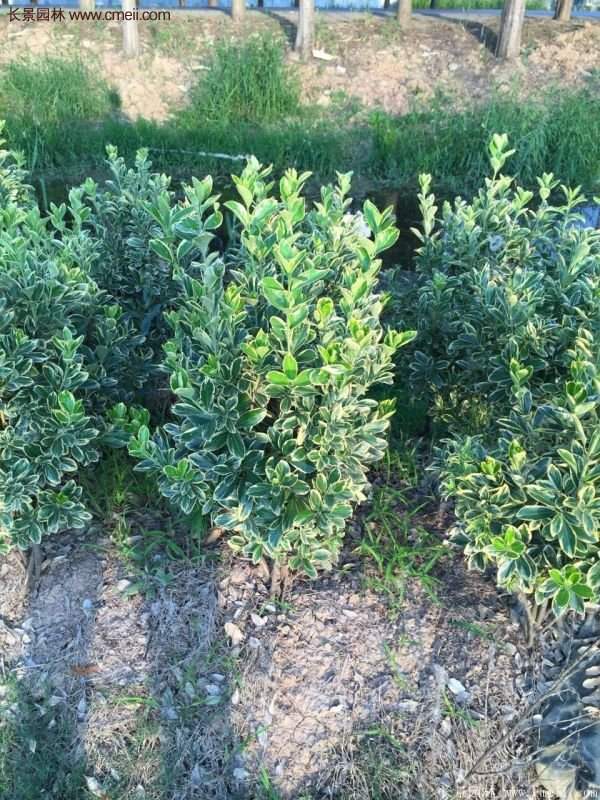 沭陽金邊黃楊規格