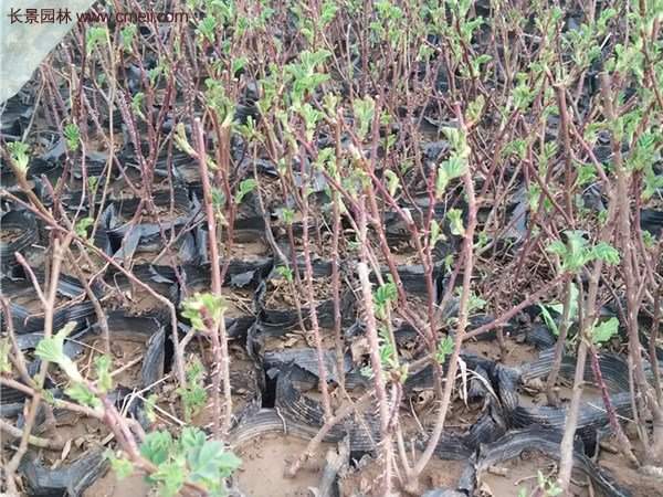 便宜的多花薔薇去哪買？