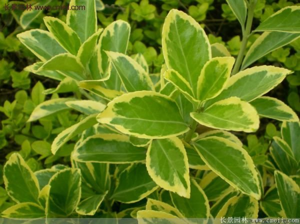 沭陽金邊黃楊的苗價 沭陽金邊黃楊的苗價