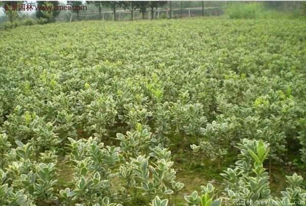 沭陽金邊黃楊 沭陽金邊黃楊