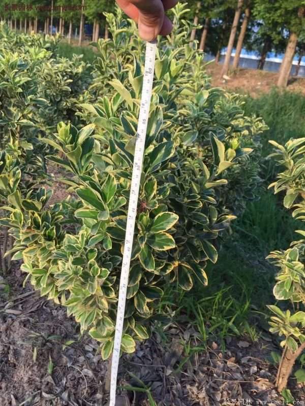 沭陽(yáng)金邊黃楊價(jià)格 沭陽(yáng)金邊黃楊價(jià)格