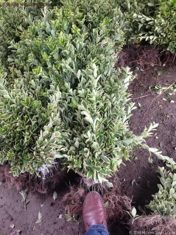 金邊黃楊前景 金邊黃楊前景