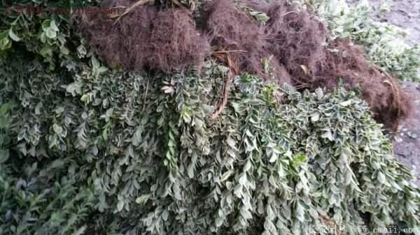 金邊黃楊前景 金邊黃楊前景